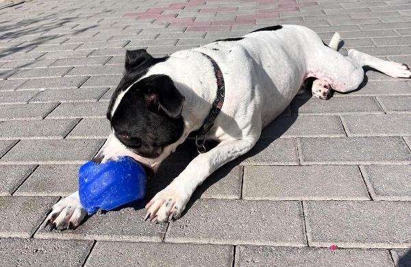 BLACK GENTILCANE Foto 8